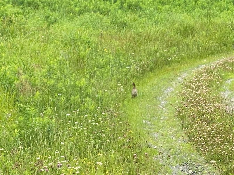 Recreational + Hunting Land Maine : Prentiss : Penobscot County : Maine