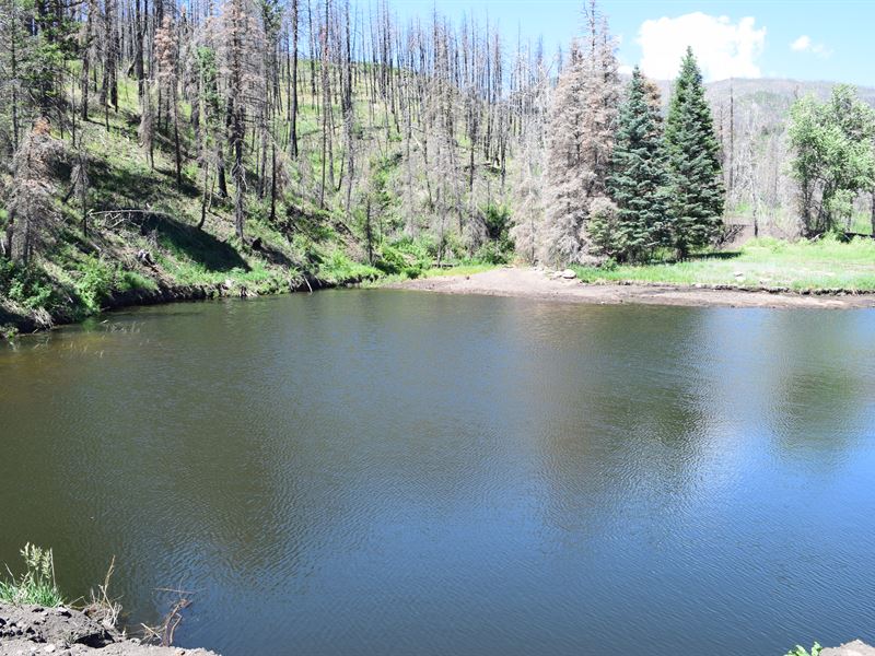 Nat Forest Surrounds, Creeks, Ponds : Wetmore : Custer County : Colorado