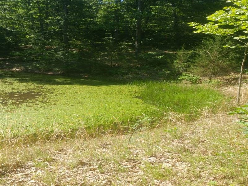 Ozarks Rural Vacant Land for Sale Land for Sale in Gepp, Fulton