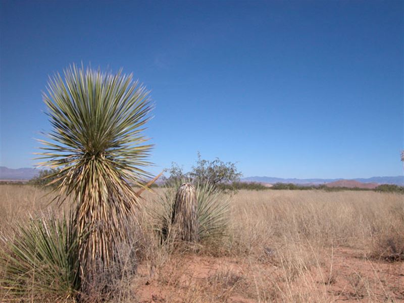 1 Acre in Willcox, AZ : Willcox : Cochise County : Arizona