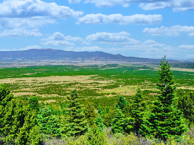 Wooded Mountain Acres Near Blm Land : Walsenburg : Huerfano County : Colorado