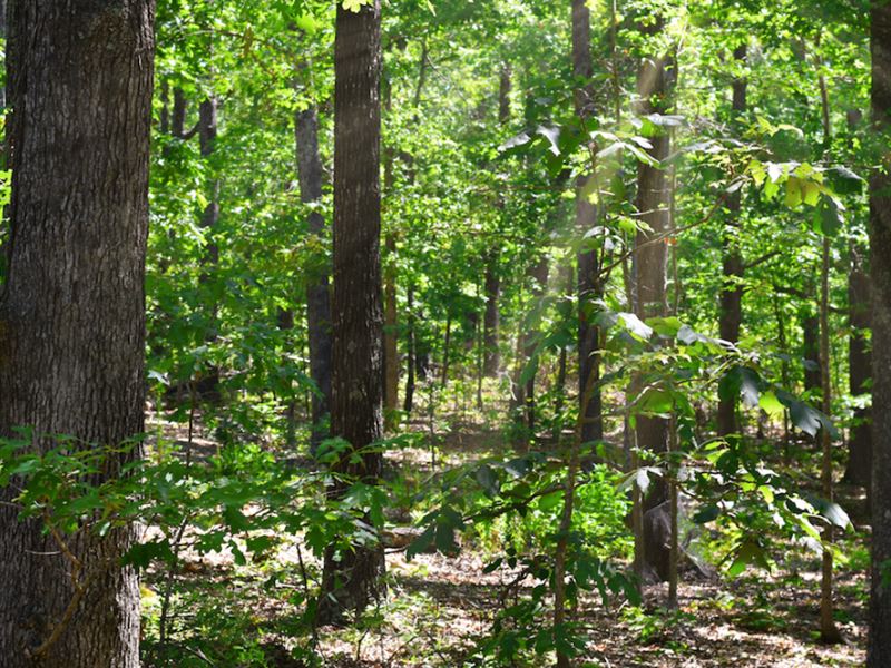4.5 Ac Perfect for Cabin or Camping : Willow Springs : Texas County : Missouri