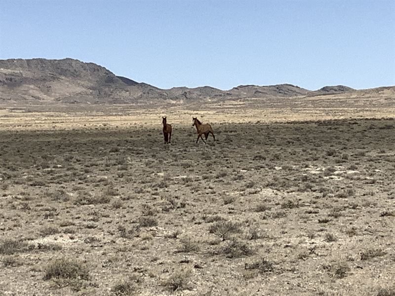 Vast 40 Acre Wild Horse Retreat : West Wendover : Elko County : Nevada