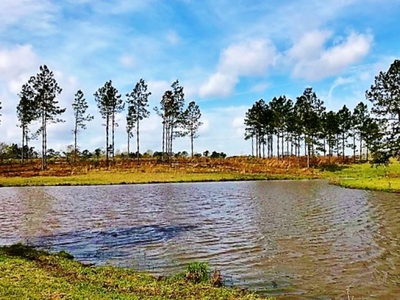 25 Acres Residential Development LA : Purvis : Lamar County : Mississippi
