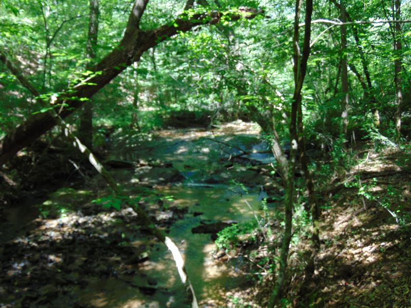 Ancient Natural Timber Creek : Monticello : Jasper County : Georgia