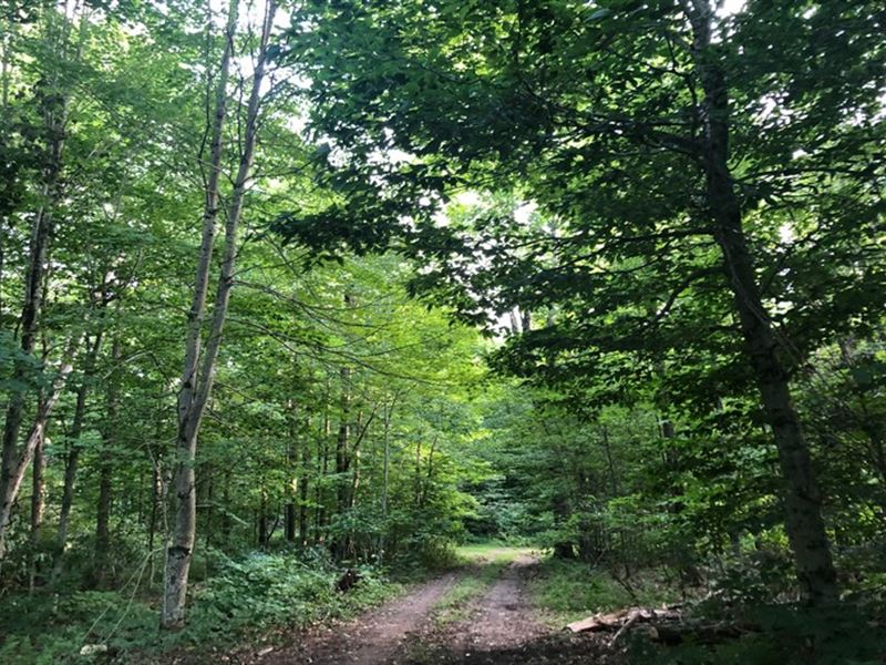 Sugarbush on Potter Brook : Osceola : Lewis County : New York