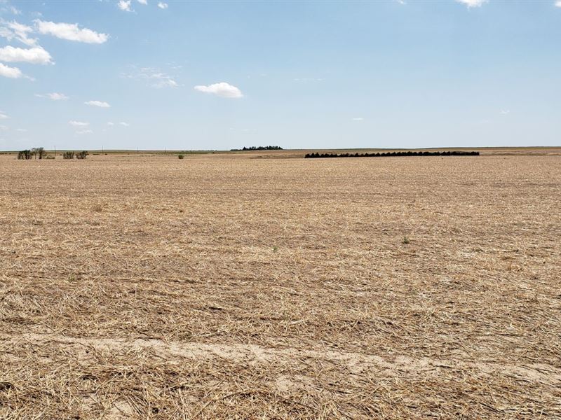 New Haven Dryland Auction : Fleming : Logan County : Colorado