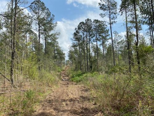 18.50 Wooded Acres In Npsd : Summit : Pike County : Mississippi