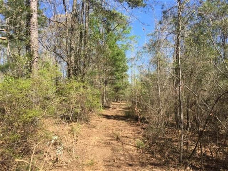 Honey-Hole for Deer Season : Georgetown : Copiah County : Mississippi