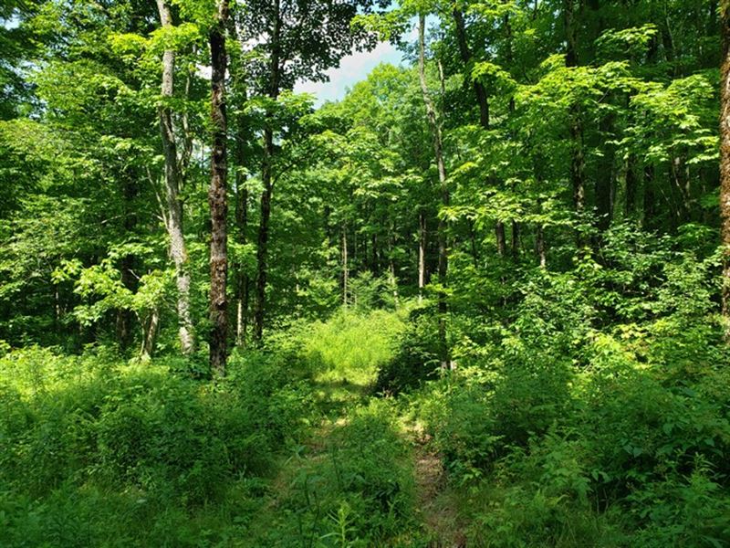 Near Salmon River Reservoir : Redfield : Oswego County : New York
