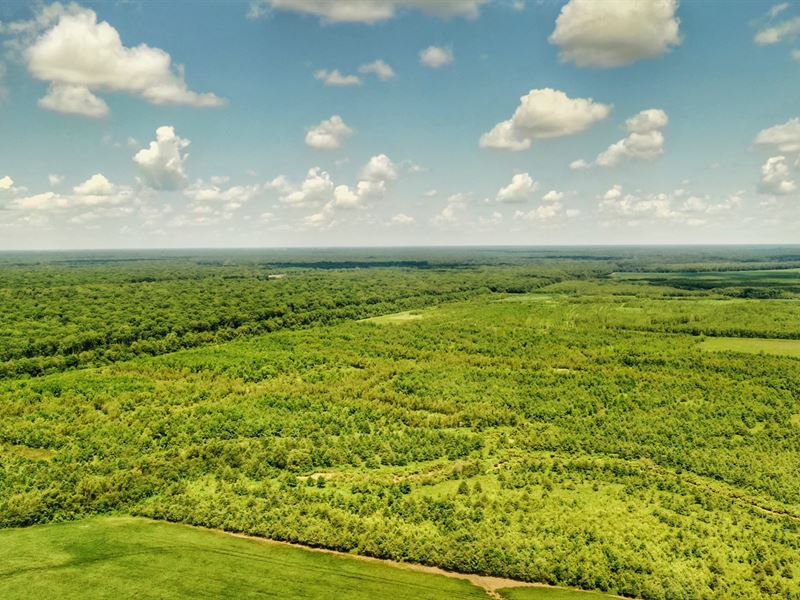 Bee Bayou Preserve : Mellwood : Phillips County : Arkansas