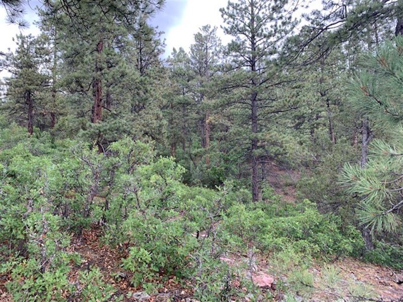 Northern New Mexico Land for Sale : Chama : Rio Arriba County : New Mexico