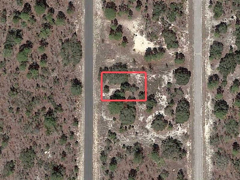 Residential Lot 20 Miles From Coast : Citrus Springs : Citrus County : Florida