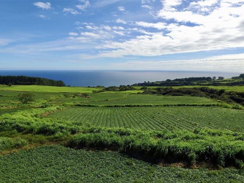 Beautiful Agricultural Estate Land : Papaaloa : Hawaii County : Hawaii