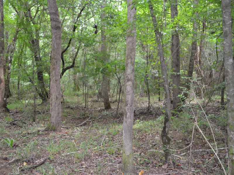 312 Acres of Hunting Land for Sale : Midway : Barbour County : Alabama