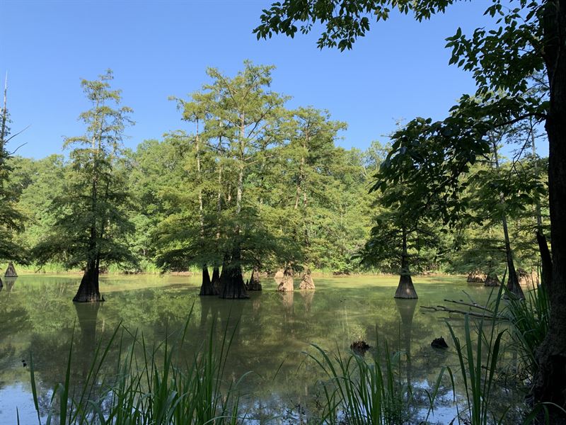 Black Warrior Slough Lot : Forkland : Greene County : Alabama