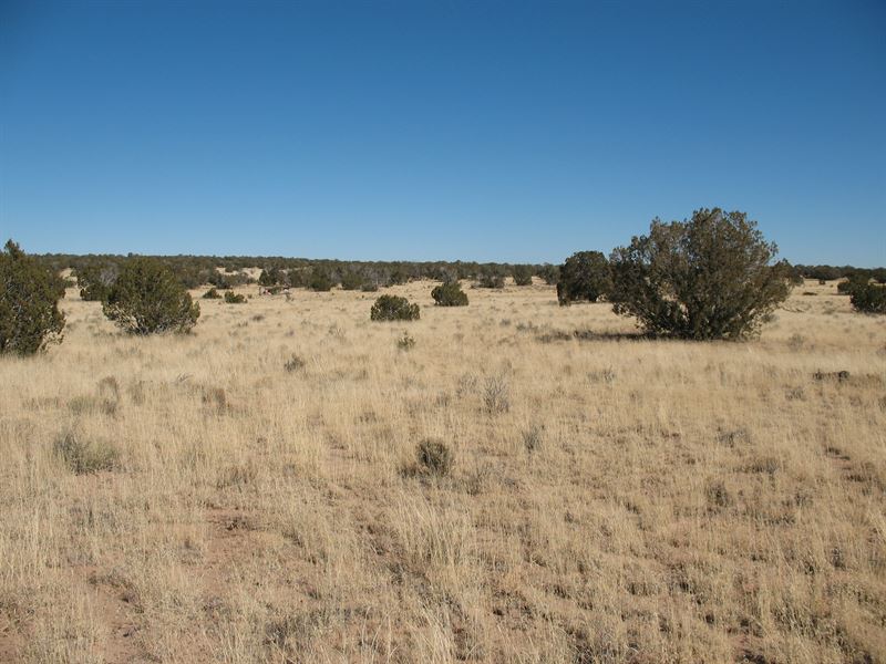 Beautiful 5 Acre Apache County Lot : Saint Johns : Apache County : Arizona