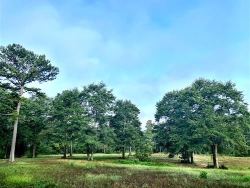 georgia timber land for sale