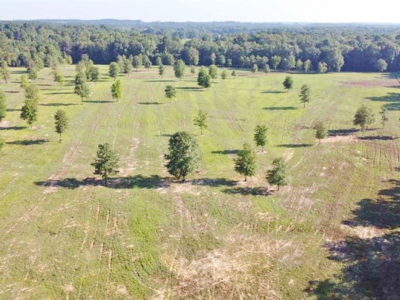61.11 Acres Pasture/Hunting Land Fo : Dubach : Lincoln Parish : Louisiana