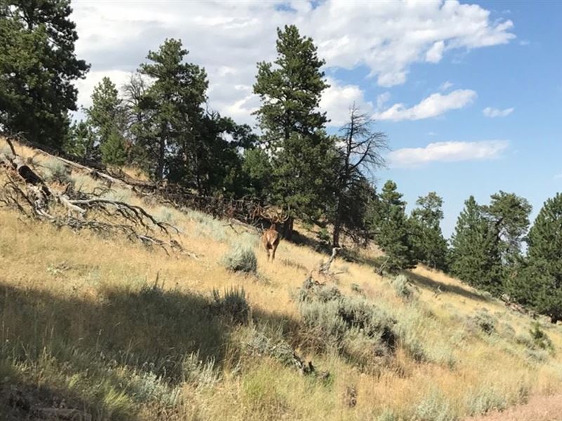 Tisdale Mountain Ranch : Kaycee : Johnson County : Wyoming