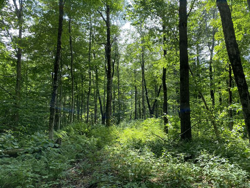 Surrounded by New York State Forest, Land for Sale in New York, 251545