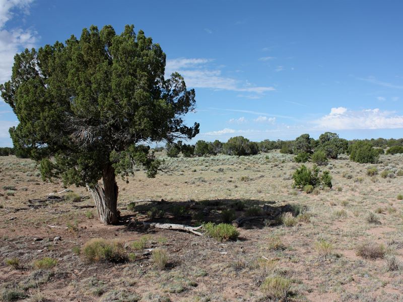 4.6 Acre in Apache County, Arizona : Saint Johns : Apache County : Arizona