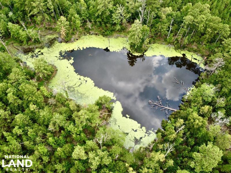 Troy Highway Pond Timber & Hunting : Mathews : Montgomery County : Alabama