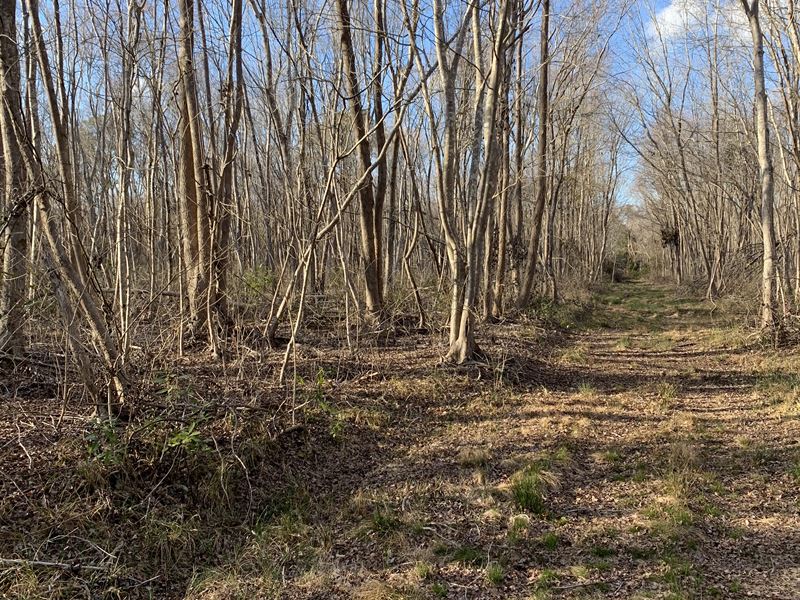 Land for Sale Hyde Co, Belhaven NC : Belhaven : Hyde County : North Carolina