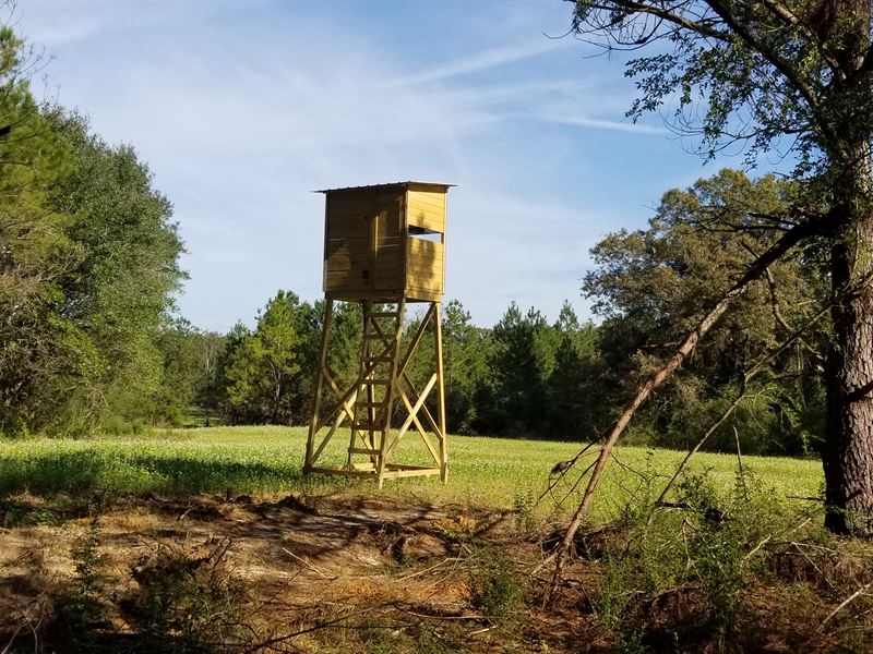 Great Deer and Turkey Tract : Pelham : Mitchell County : Georgia