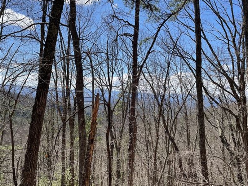 Forested Mountain Retreat : Weaverville : Buncombe County : North Carolina
