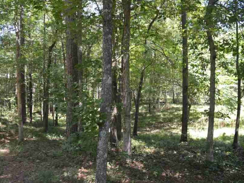 20.5 Timber Land For Sale Amite Cou Land for Sale in Magnolia, Amite