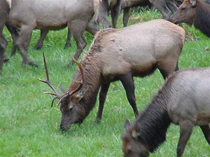 Recreational, Timber, Ranch, Huntin : Myrtle Creek : Douglas County : Oregon