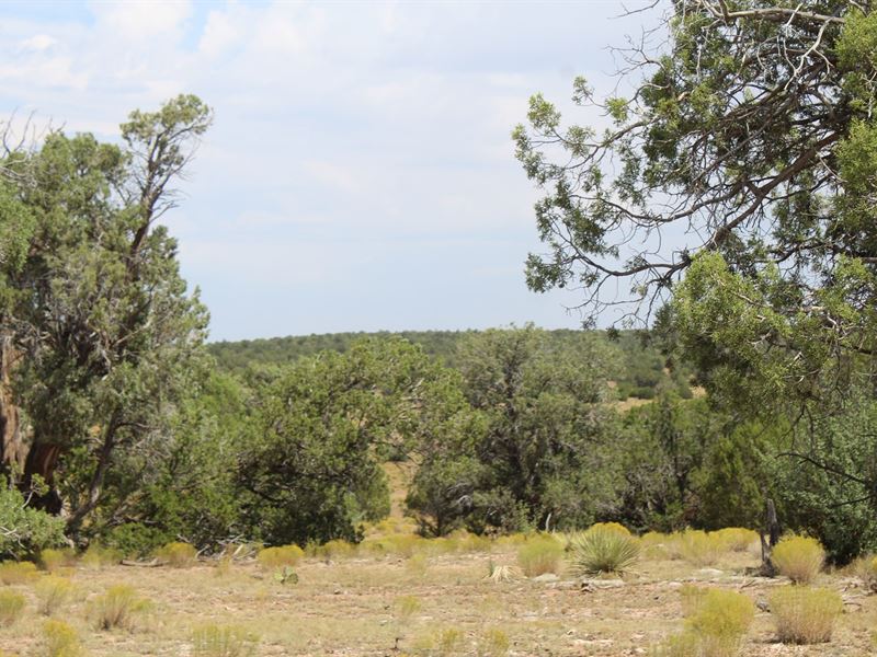 Big Views, Accessible No Hoa Land : Seligman : Yavapai County : Arizona