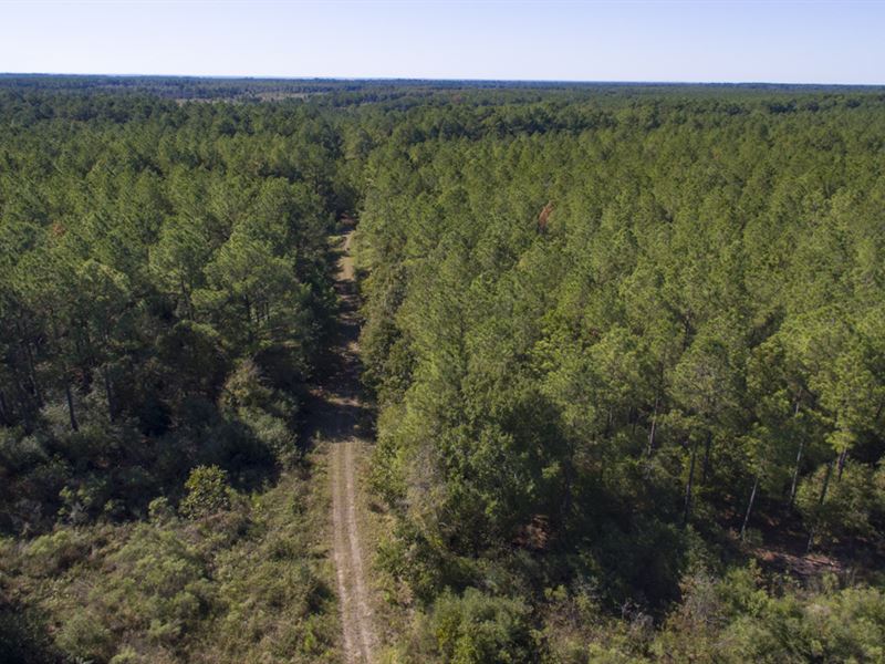2200 Acres Weldon Forest FM 230 : Trinity : Houston County : Texas