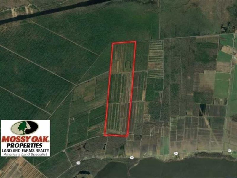 564 Acres of Hunti : Fairfield : Hyde County : North Carolina