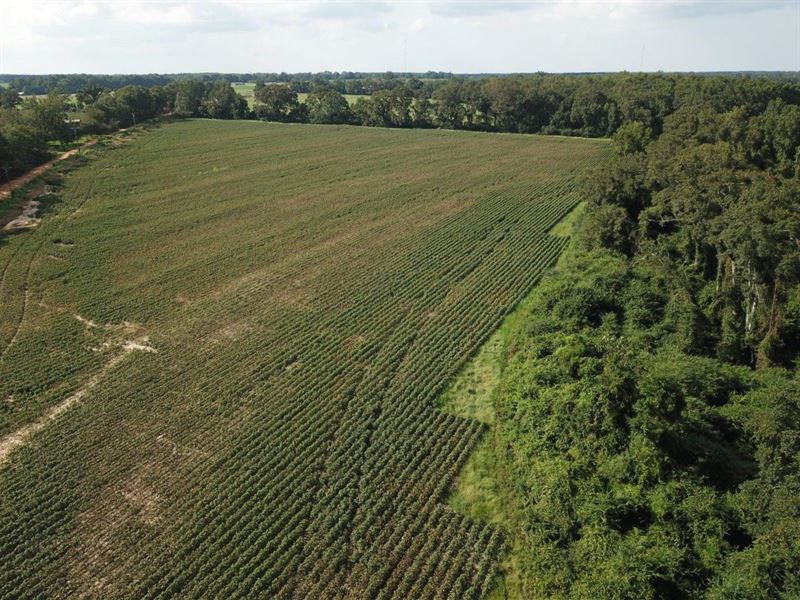 Farm, Longleaf, Hunting Near Dothan : Rehobeth : Geneva County : Alabama