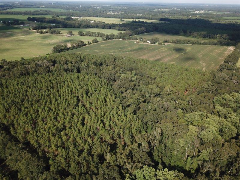 Farmland with Longleaf Plantation : Rehobeth : Geneva County : Alabama