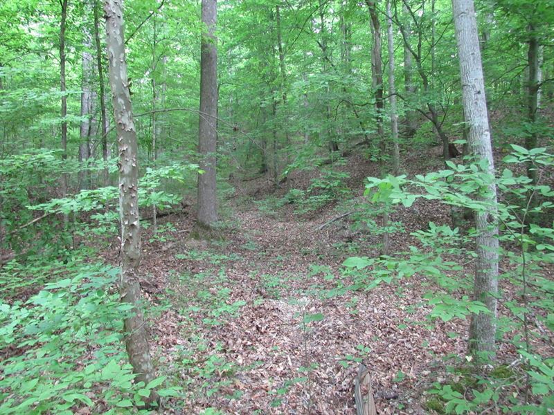 2.28 Ac Near The Tennessee River : Linden : Perry County : Tennessee