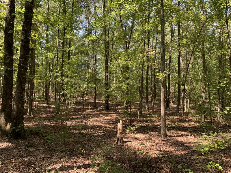Wooded Acreage : Starr : Anderson County : South Carolina