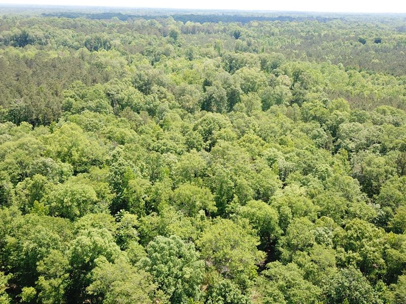 Duck Hill Tract : Selma : Dallas County : Alabama