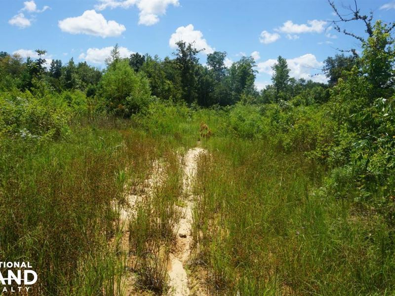 Little Coal Fire Creek Tract : Reform : Pickens County : Alabama