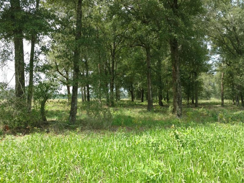 239 Acres North Central Florida : Fort White : Columbia County : Florida