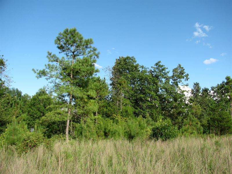 Land in McNairy County, Tn, 5.8 Ac : Finger : McNairy County : Tennessee