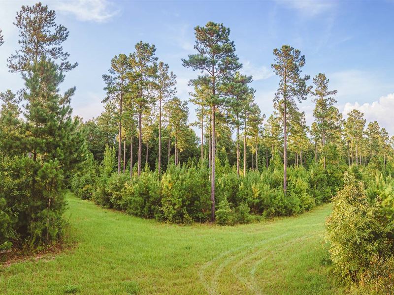 Drone Road Farm : Waynesboro : Burke County : Georgia