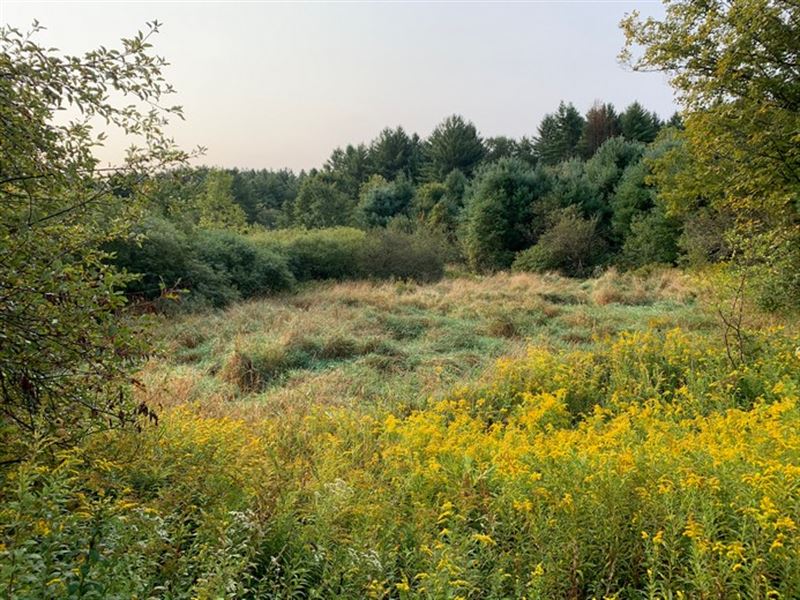 Near Mad River State Forest : Florence : Oneida County : New York