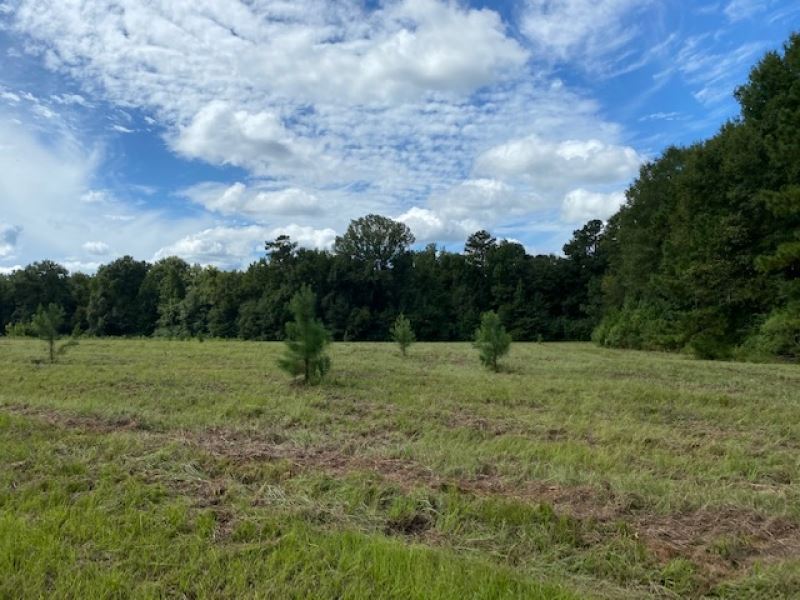 5.33 Acres Npsd Singlton Dr : Summit : Pike County : Mississippi