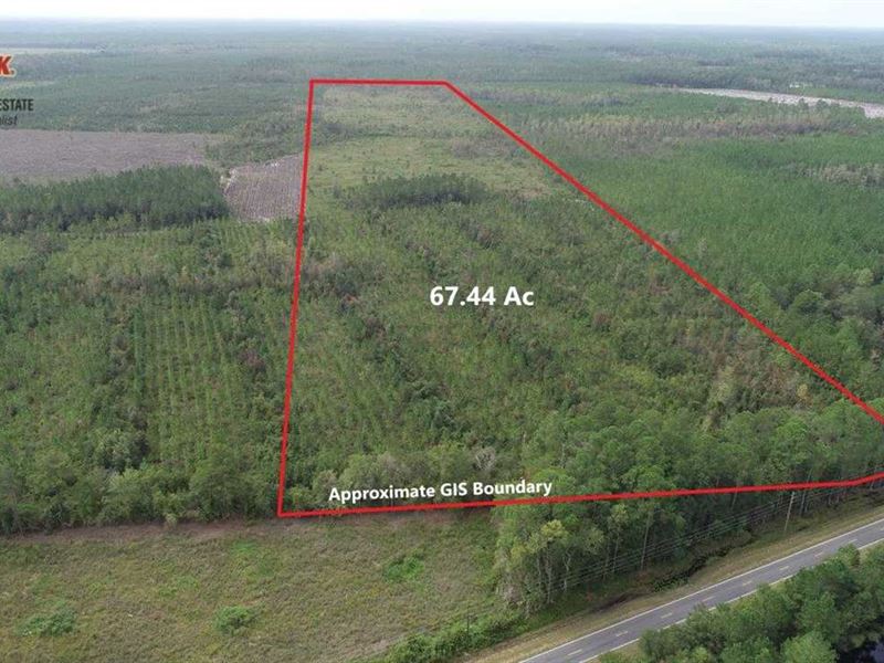 67.44 Acres Land For Sale in Brant Land for Sale in Nahunta, Brantley
