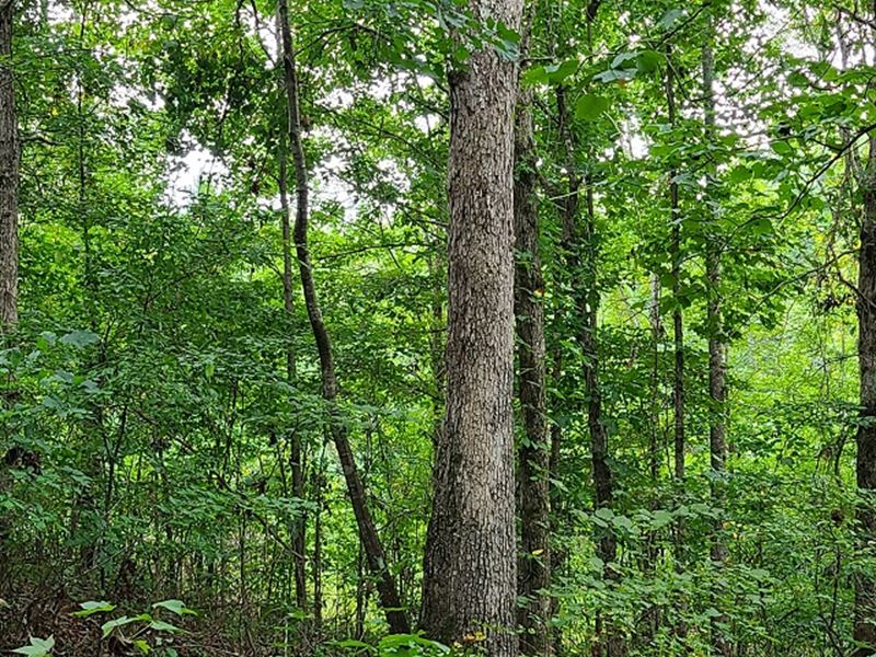Shady Farm : Monticello : Jasper County : Georgia