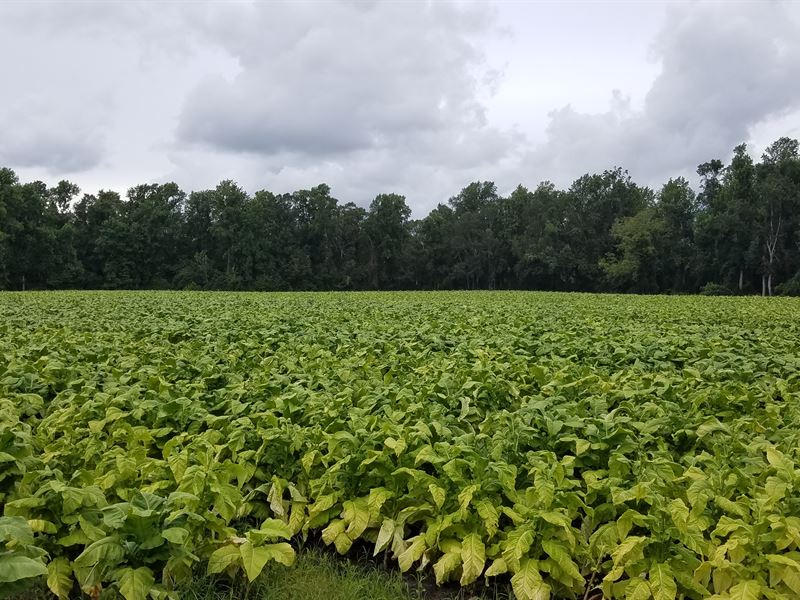 Farm and Timberland for Sale : Grantsboro : Pamlico County : North Carolina