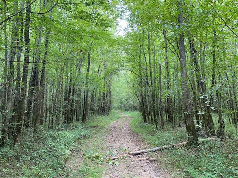 49.46+/- Acres Beautiful Riverfront : Whitwell : Marion County : Tennessee